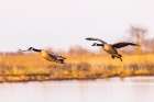 Canada geese landing in wetland late evening, Marion County, Illinois. Art Print